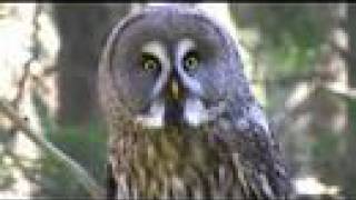 Great Grey Owl [upl. by Ogires]