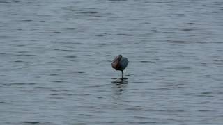 Reddish Egret  Bolsa Chica  122617 quotLife Birdquot [upl. by Sardse]