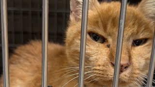 Elderly shelter cat had weeks to live So this woman adopted him [upl. by Adena]