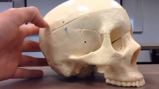 Foramen processes and condyles of the skull [upl. by Chicoine]