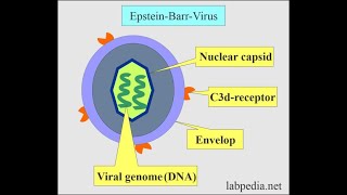 Epstein Barr Virus and Infectious Mononucleosis [upl. by Eibrik]