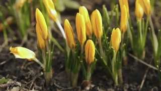 Yellow Crocus Time Lapse [upl. by Gareth]