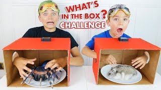 WHATS IN THE BOX CHALLENGE   Cest quoi dans la boite   Néo VS Swan [upl. by Heaps]