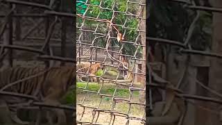 Today vandalur Zoo part 3vlog❤️✨💞 [upl. by Haslam440]