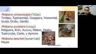 Webinar de Meliponicultura en la Península de Yucatán [upl. by Juan433]