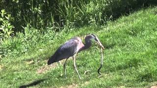 Great Blue Heron Eats Snakefilm at 1100 [upl. by Aronow]