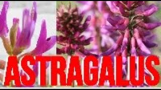 ASTRAGALUS Benefits Uses Dosage amp Side Effects [upl. by Nahrut]