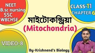 মাইটোকন্ড্রিয়াMitochondria in Bengali  Class11 NEETWBCHSENCERT [upl. by Ilocin240]