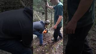 how to cut down a tree in the forest for the first timechainsawstihlnorthlife Camitoqw1xq [upl. by Boehike862]