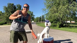 Standard Poodle Training Session Basics [upl. by Aihsia950]