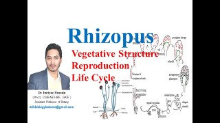 Rhizopus life cycle vegetative structure asexual and sexual reproduction [upl. by Mcculloch]