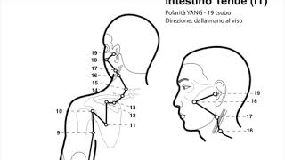 Pillole di Ohashiatsu  2 lezione Il percorso dei 12 meridiani energetici nel Ciclo Circadiano [upl. by Seumas]