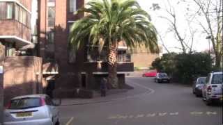 The Biggest Palm Tree in England [upl. by Eoz80]