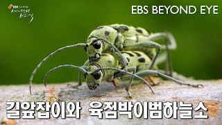 길앞잡이와 육점박이범하늘소의 짝짓기 ㅣ Cicindela chinensis amp Chlorophorus simillimus [upl. by Tova]