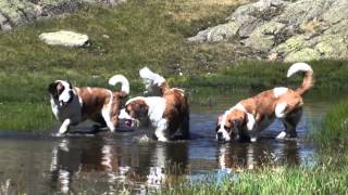 Hiking with St Bernard Dogs in Switzerland [upl. by Disini925]