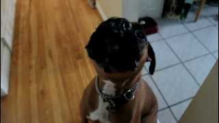 Chien Boxer qui parle Talking dog [upl. by Tadeo]