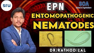 Entomopathogenic nematode EPN nematodes  entomologystudy nematode [upl. by Seidel]