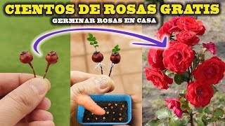 GERMINAR ROSAS tendrás CIENTOS DE ROSAS en casa es MUY FÁCIL Reproducir Rosal [upl. by Annahsal]