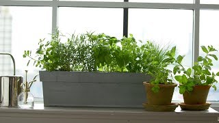 Kitchen Windowsill Herbs  Martha Stewart [upl. by Ahtamas]