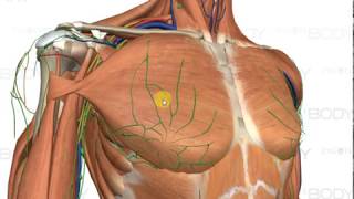 pectoral muscles origininsertion and functions 3D view [upl. by Anircam]