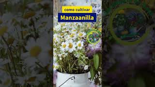 Guía para el Cultivo y Cuidado de la Manzanilla Flores Fragantes para Tu Jardín [upl. by Assirroc]