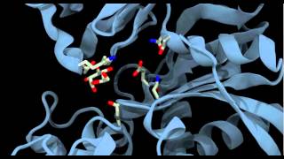 Glucokinase conformational change and binding [upl. by Annawot]