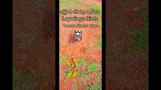 Lapwings birds  Animal viral shotrs video පැටියව කන්න කාක්කො වටවෙලා 😢😔 [upl. by Erdne]