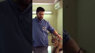 Caracal Hisses at Vet While Being Vaccinated [upl. by Robinia]