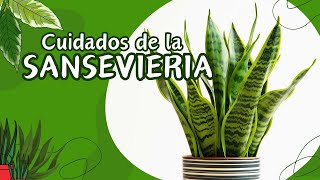 SANSEVIERIA Guía completa para sus cuidados y reproducción Lengua de Suegra o Espada de San Jorge [upl. by Ledda883]