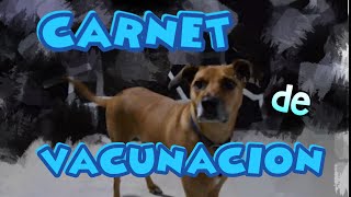 PLAN DE VACUNACION EN PERROS Y GATOS  HAZ UN CARNET DE VACUNACION  ANIMALTIME [upl. by Andie522]