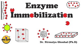 Enzyme Immobilization Immobilization of biocatalysts animation [upl. by Angy]