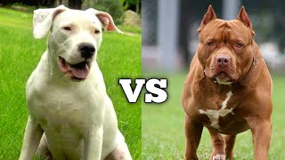 Dogo Argentino VS Pitbull  Which Dog Is Right For You [upl. by Giralda]