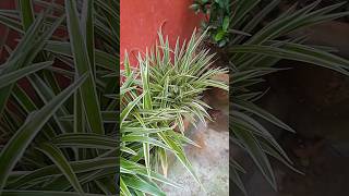 Spider Plant Care Tips For Summer Season [upl. by Notsnorb]