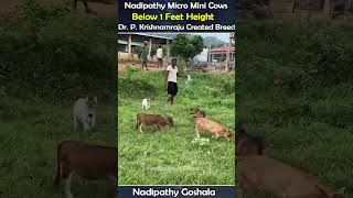 friendly mini cows viral shorts yt reels abudabi usa canada uae dubai oman qatar mini [upl. by Aidyn]