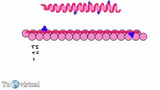 Fisiología  Contracción muscular Parte 5 Actina miosina calcio inhibición y activación [upl. by Anilocin]