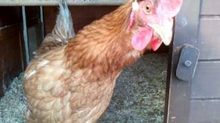 Hens like the sound of their own voice [upl. by Breed]