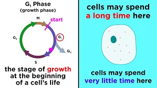 The Cell Cycle and its Regulation [upl. by Ahsened]