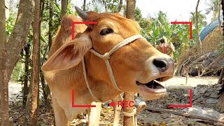 8 Cow Mooing Whose Voice Is Good The Ultimate Cow Sound Experience Listen To These Cow Sound [upl. by Ardnas]