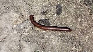 CUTE MILLIPEDE RED  Millipede millipede viral [upl. by Sessylu]