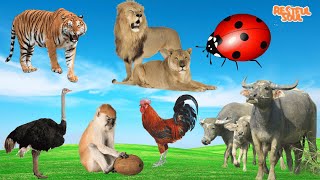 Cute Little Farm Animal Sounds  Tiger Lion Ostrich Monkey Chicken Buffalo  Music For Relax [upl. by Shep]