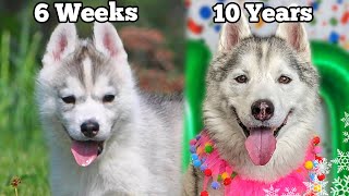 My Husky Puppy Growing Up 6 Weeks to 10 Years  Unseen Clips [upl. by Atsedom]