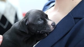 Puppies amp Rescue Dogs Visit USW Students Union  360 Video [upl. by Darwen]