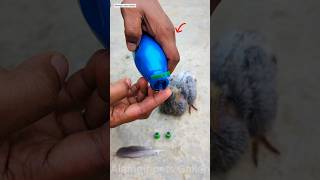 pigeon ring 🕊️Pigeon ring video ❤️🕊️✅ shortsbird pigeon treending youtubeshorts viral [upl. by Baiss671]