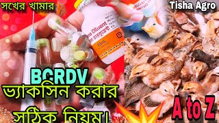 দেশি ও টাইগার মুরগির বাচ্চাকে BCRDV ভ্যাকসিন করার সঠিক নিয়ম 💥  সহজ পদ্ধতিতে ভ্যাকসিন প্রয়োগ A to Z [upl. by Godden]