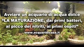 Avviare un acquario di acqua dolce quotLA MATURAZIONE primi batteri picco dei nitriti primi ospitiquot [upl. by Llerrej]