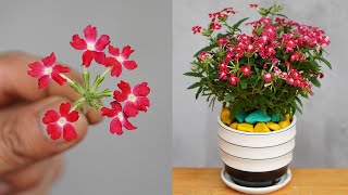 Tips For Planting And Caring For Verbena Hybrida With Effective Flowers [upl. by Erdnassak516]