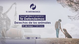 Te Defendemos  Derechos de los animales [upl. by Ahsenauq]