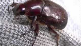 Phyllognathus Excavatus female Pentodontini Dark Red Beetle  besouro vermelho [upl. by Ainaj771]