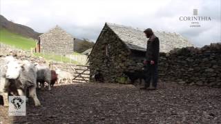 Herdwicks lambing season 2014 [upl. by Noyes]