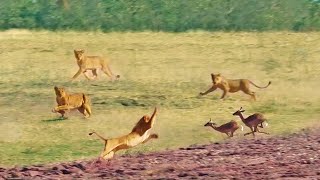 Impalas Try Jumping Over 7 Lions [upl. by Nospmas494]